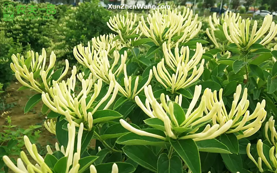 荨麻疹止痒最有效方法：金银花